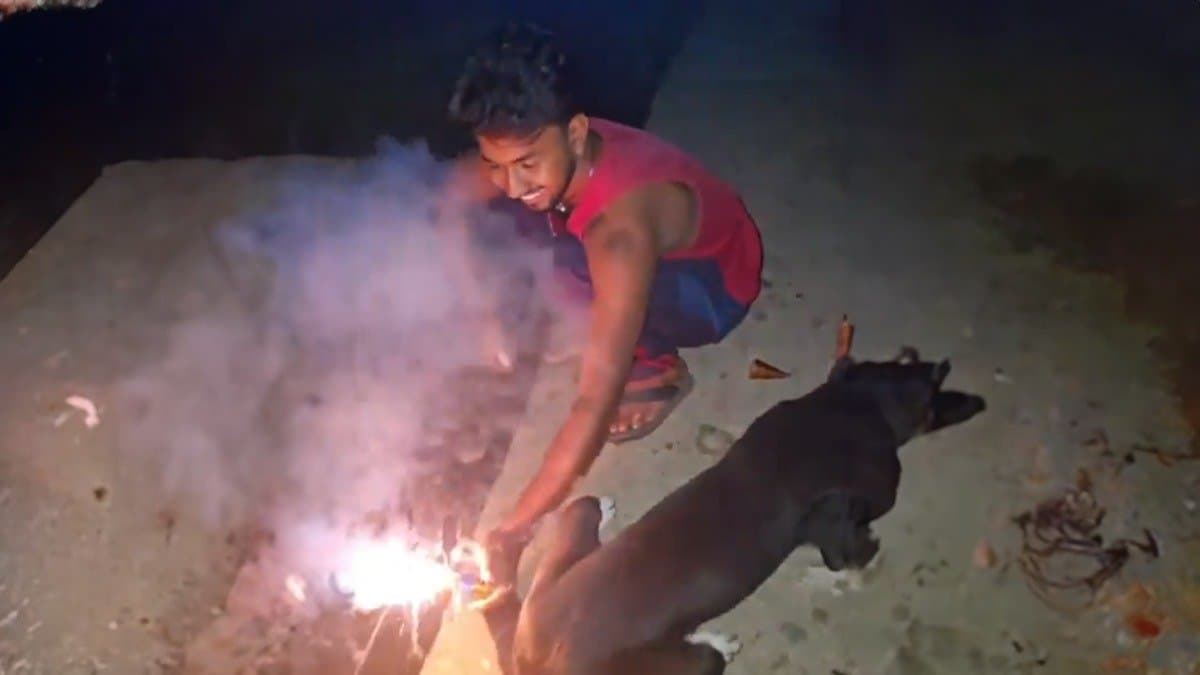 Youth sets Off Firecracker After Tying It To Dog's Tail, dog Runs In Panic gnr