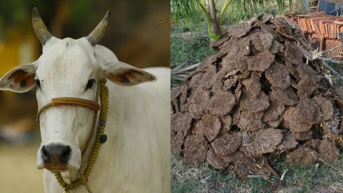 Cow dung to be used producing gas in UP