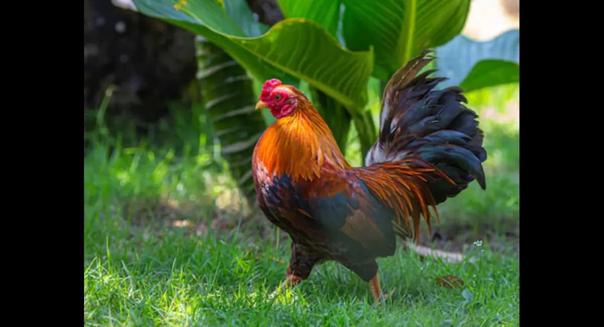 reason why roosters crow in the morning  gnr