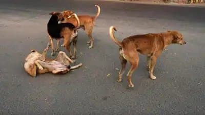 Stray Dogs Help UP Police Catch Bike Thieves 