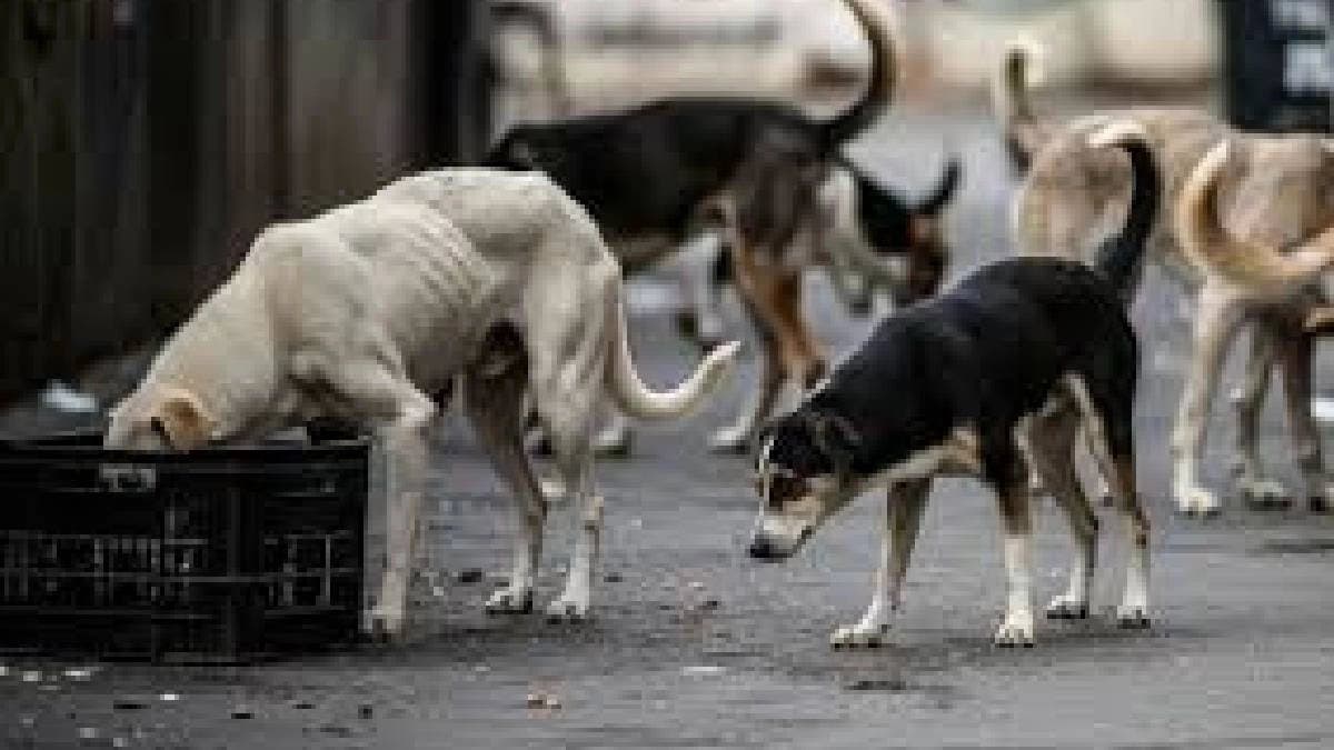 Chennai Cop Films Woman Feeding Stray Dogs Berates Her