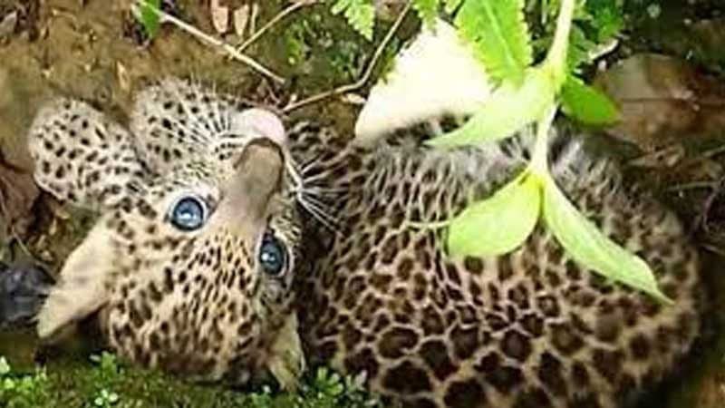 leopard cub found dead in the tea garden