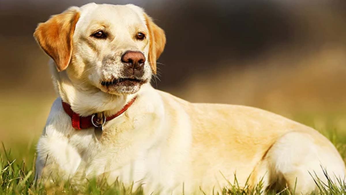 Owner kills pet dog in Bengaluru for performing Tantric rituals