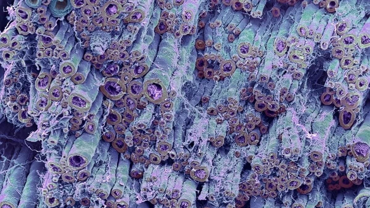 Scientists revive 40,000-year-old ancient virus with pandemic potential from Arctic ice