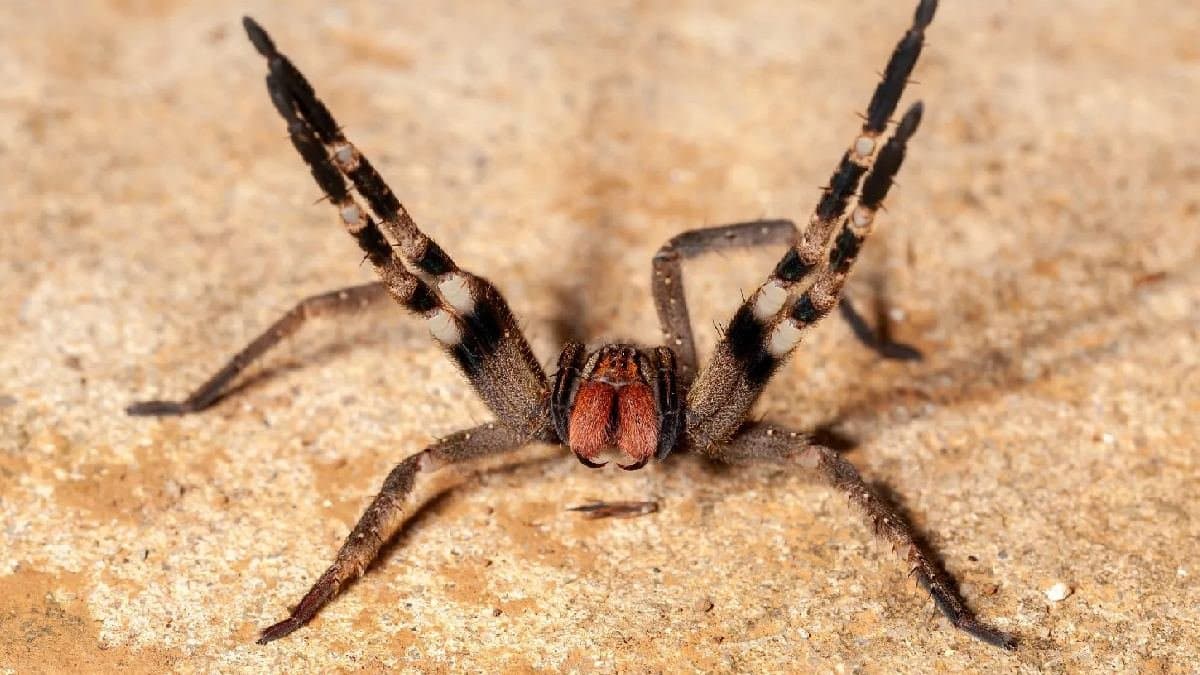 Brazilian wandering spider bite can cause Erectile Distress without Physical Intimacy
