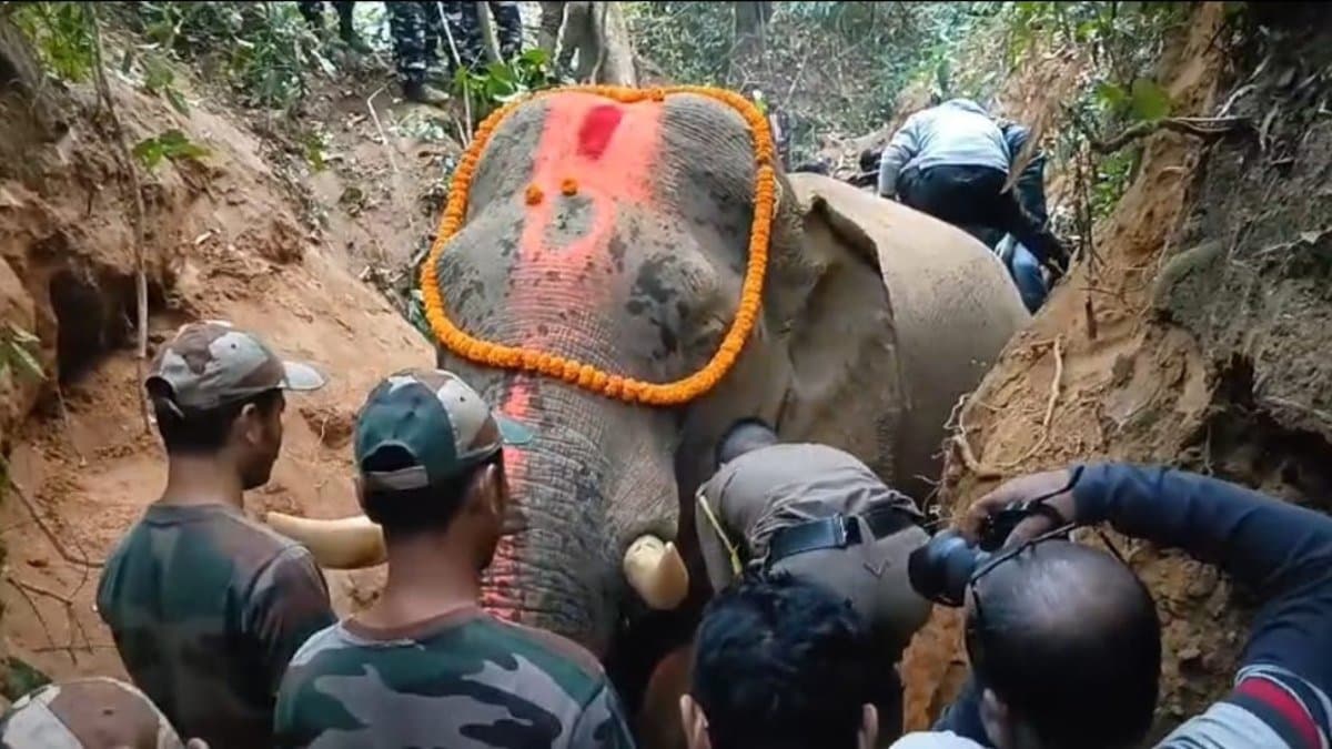 Elephant Tumour passed away due to fatal injury due to the accident gnr