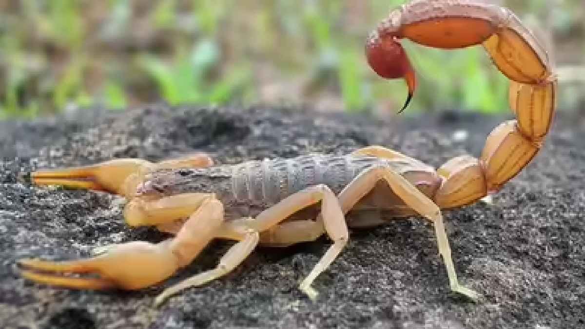 Breast Cancer cells damage by the Amazonian Scorpion Venom makes new Discover