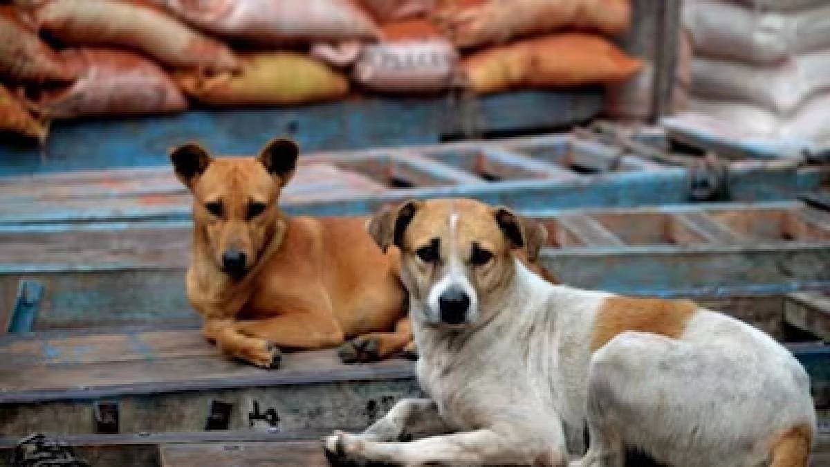 Stray Dog Complaints Cross 10,000 In Mumbai In Just Eight Months
