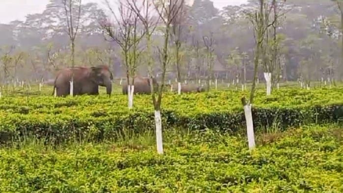 চা বাগানে আটকে পড়ল হাতির দল