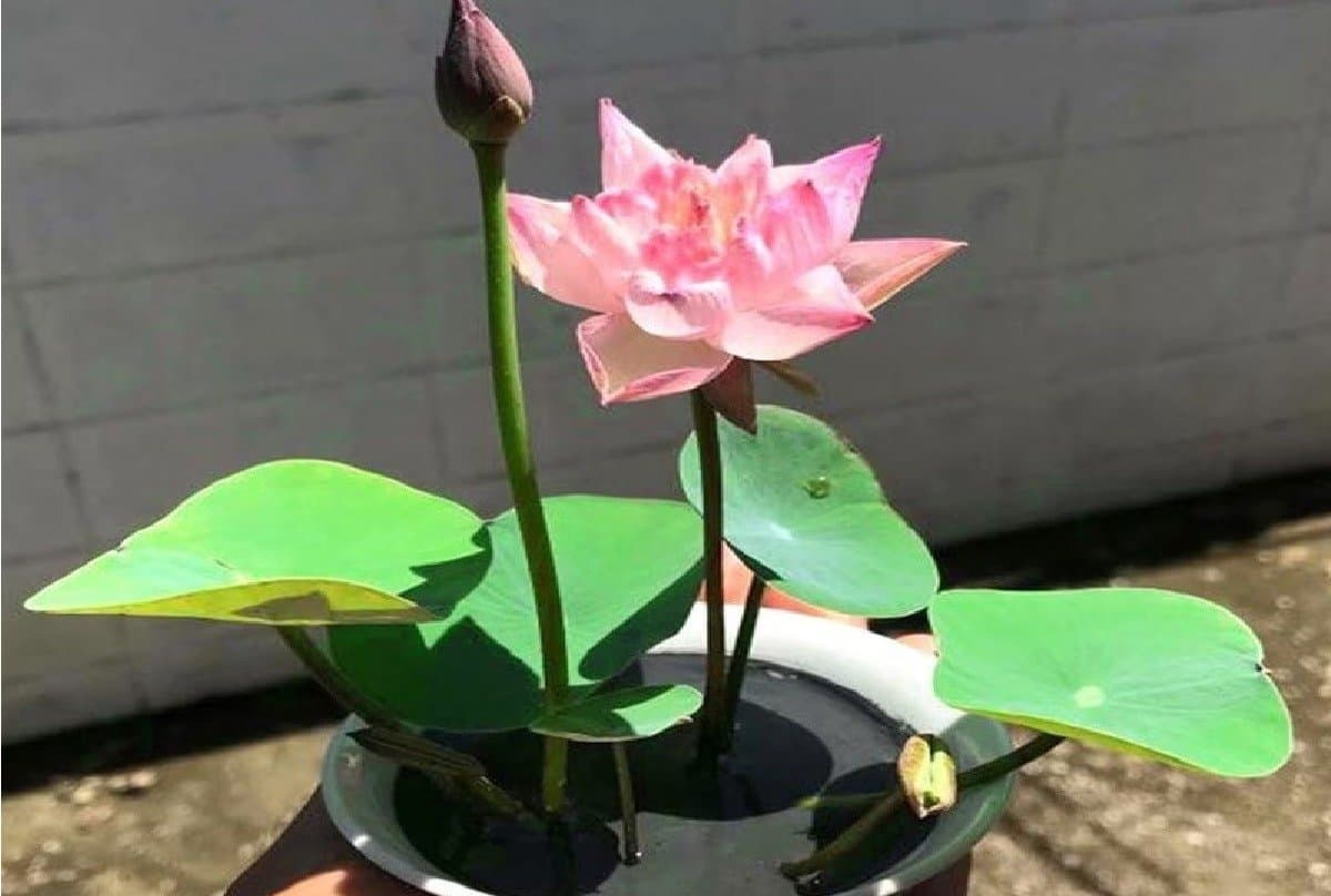 keeping this plant at home will reduce your partner s anger LIF