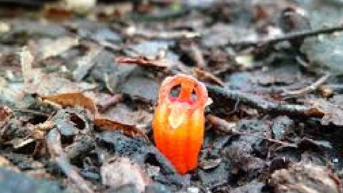 New discovered Fairy Lantern species makes wonder