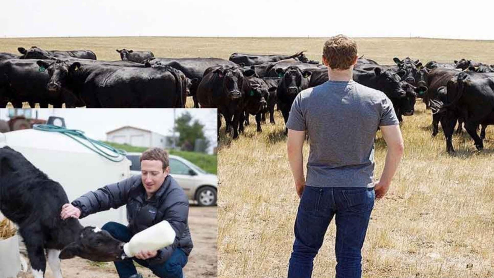 mark zuckerberg in new role