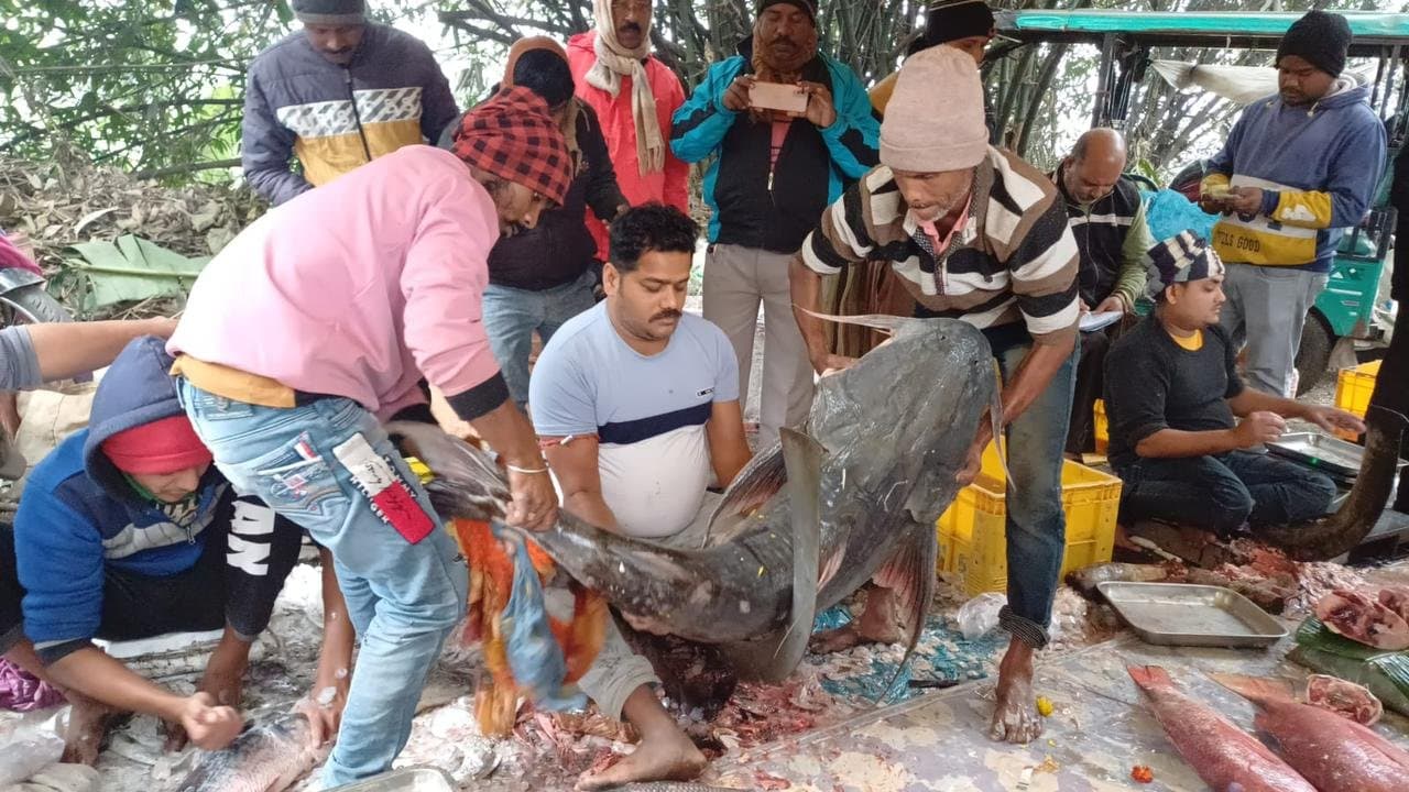 Hooghly: চুনোপুঁটি থেকে রাঘব বোয়াল, কেষ্টপুরের ৫১৭ বছরের পুরনো মাছের মেলায় জমজমাট ভিড়