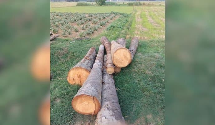 মুর্শিদাবাদে সরকারি জমি থেকে দুর্মূল্য গাছ কাটার অভিযোগে গ্রেপ্তার ১