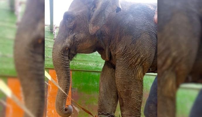 Tripura: বিতর্কে আম্বানিদের এনজিও, আইন না মেনে ত্রিপুরার হাতি যাচ্ছে গুজরাটে 
