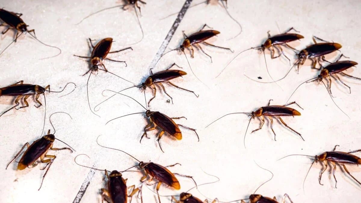 while trying to burn a cockroach woman accidentally sets building on fire