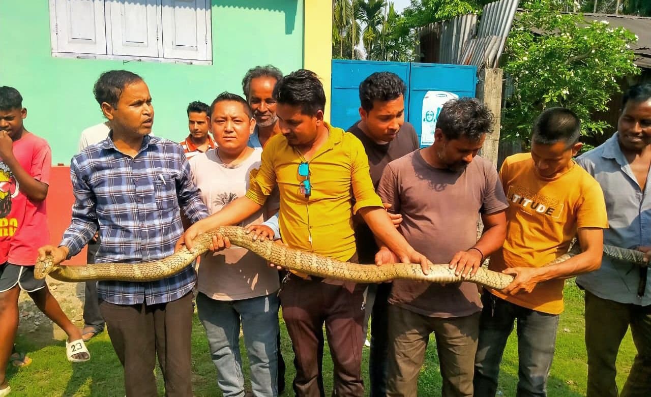 Dooars: ক্লাস চলাকালীন প্রাইমারি স্কুলের সিলিং থেকে উদ্ধার ১৪ ফুট লম্বা কিং কোবরা 