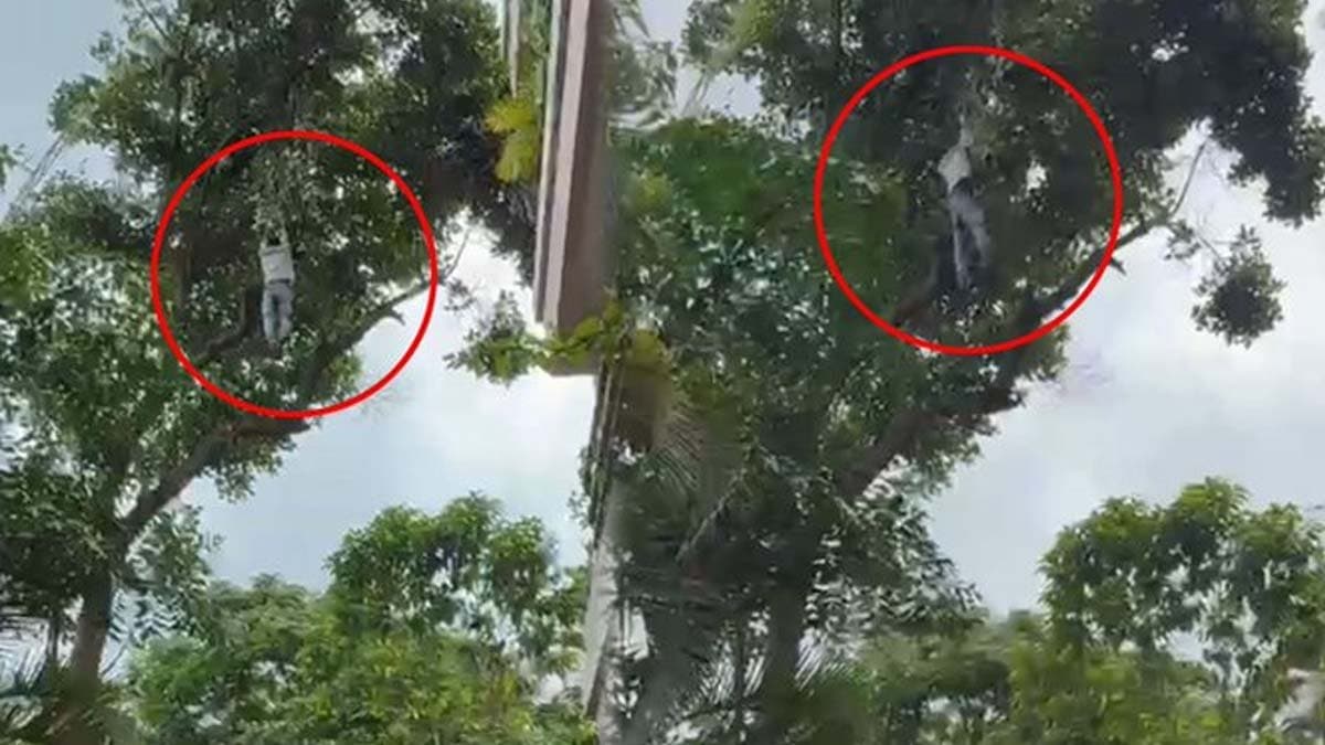 Drunk man climbs tree to pluck jackfruits in Bengaluru falls 50 feet