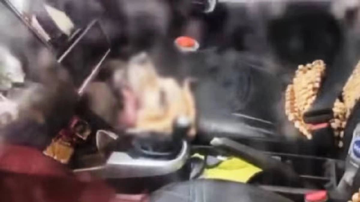 Dog Dies Of Suffocation While Owners Visit Temple Amid Scorching Heat