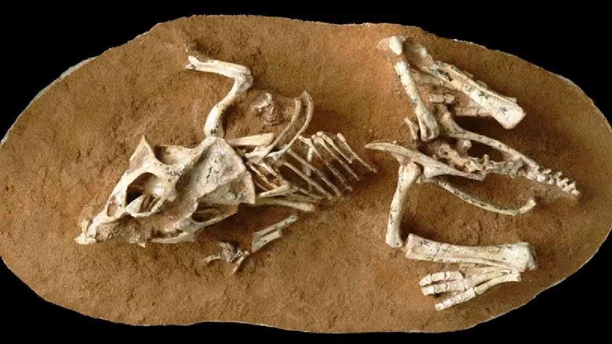 Rethink of fossils hints dinosaurs alive before asteroid hit on Earth