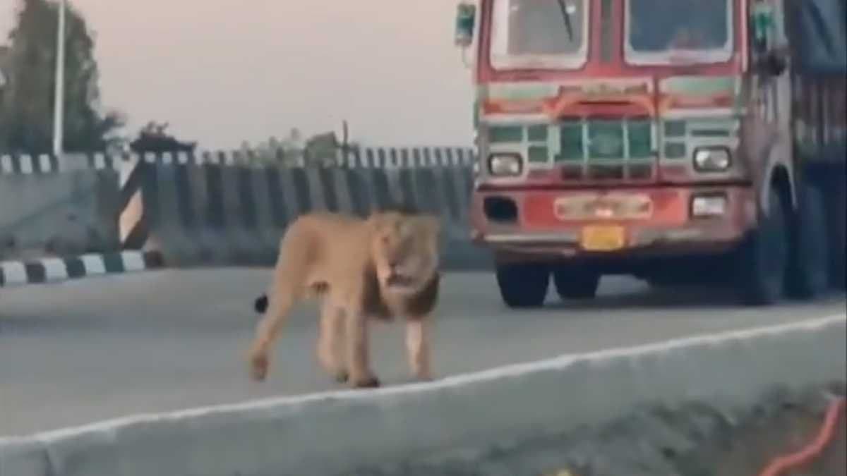 Lion casually strolls on Gujarat highway as vehicles stop for the king gnr