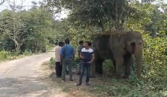 ELEPHANT: ত্রিপুরায় বন্য হাতিদের শরীরে বসছে রেডিও কলার
