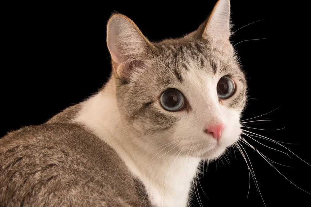 cat named miracle survives on toilet water but _gnr