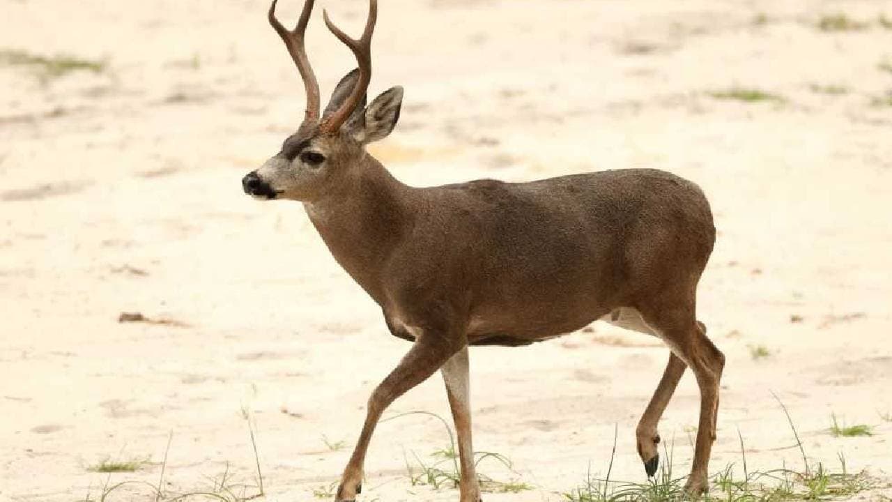 Ten Deer Killed By Stray Dogs At Newly Opened Kerala Zoo 