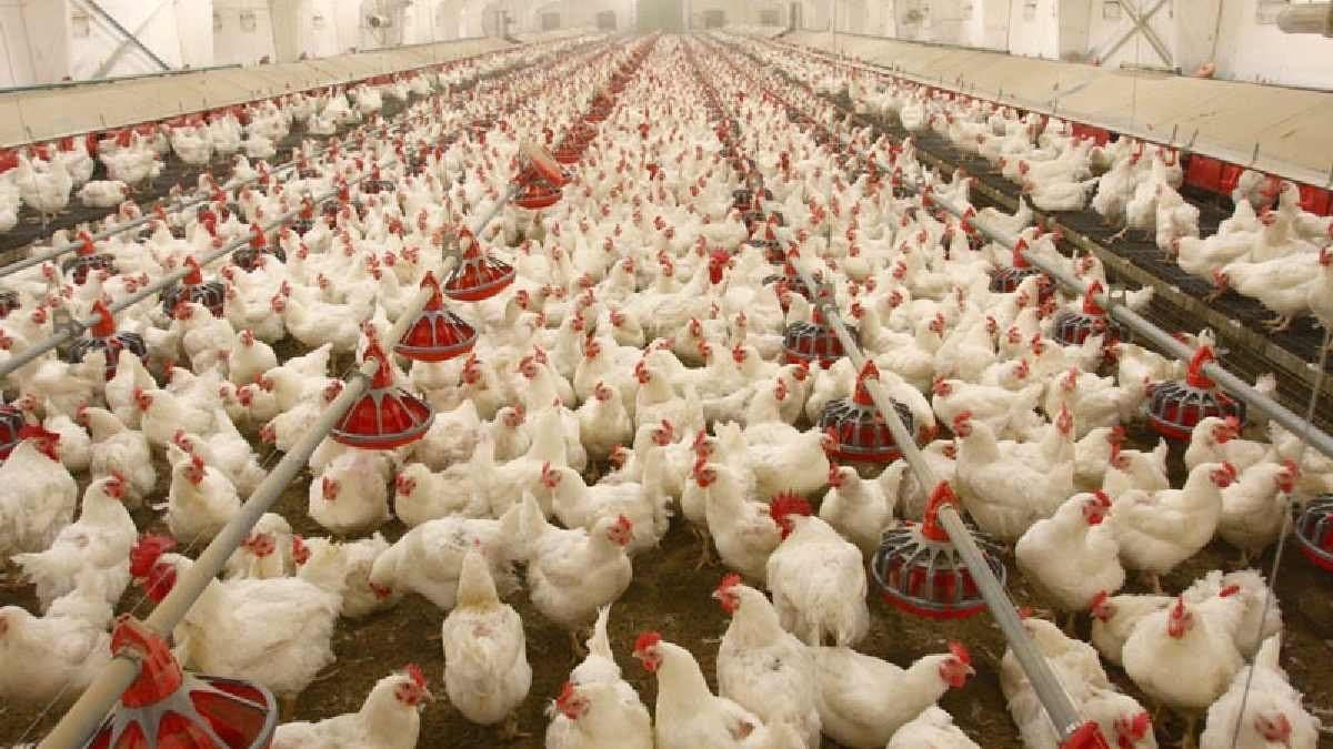 chicks die at random after an unknown disease hit poultry gnr