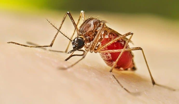 Murshidabad 19 year old boy dies of dengue gnr 