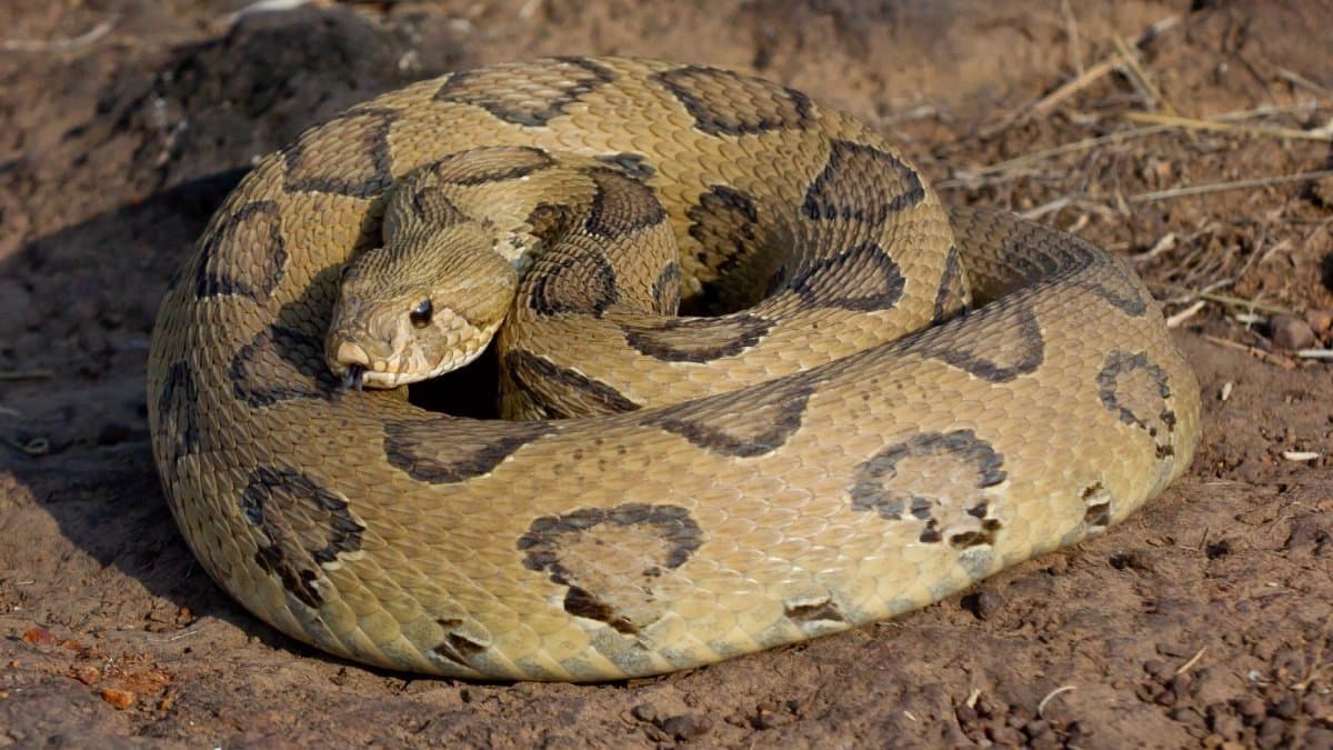 Whistle of Death: India s most venomous snake hisses like pressure cooker