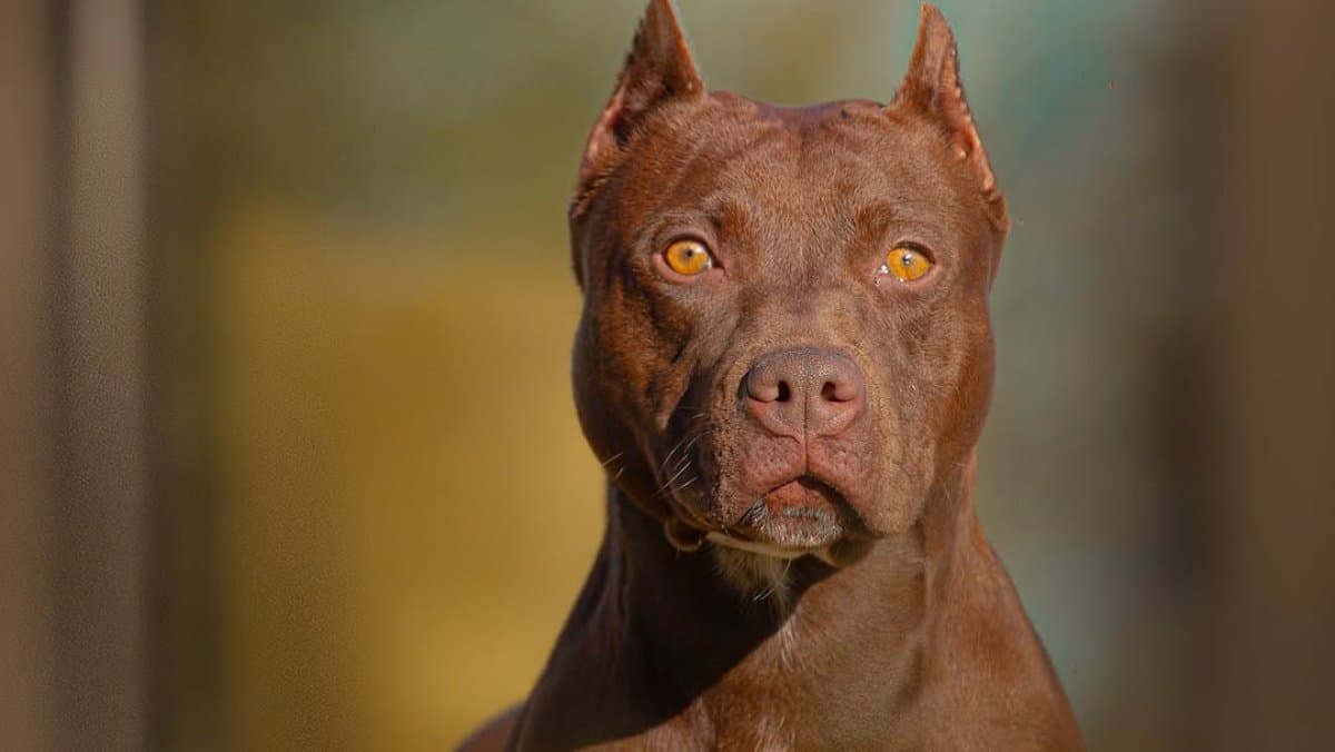 Pet Pitbull shoots owner while he was on bed with girlfriend