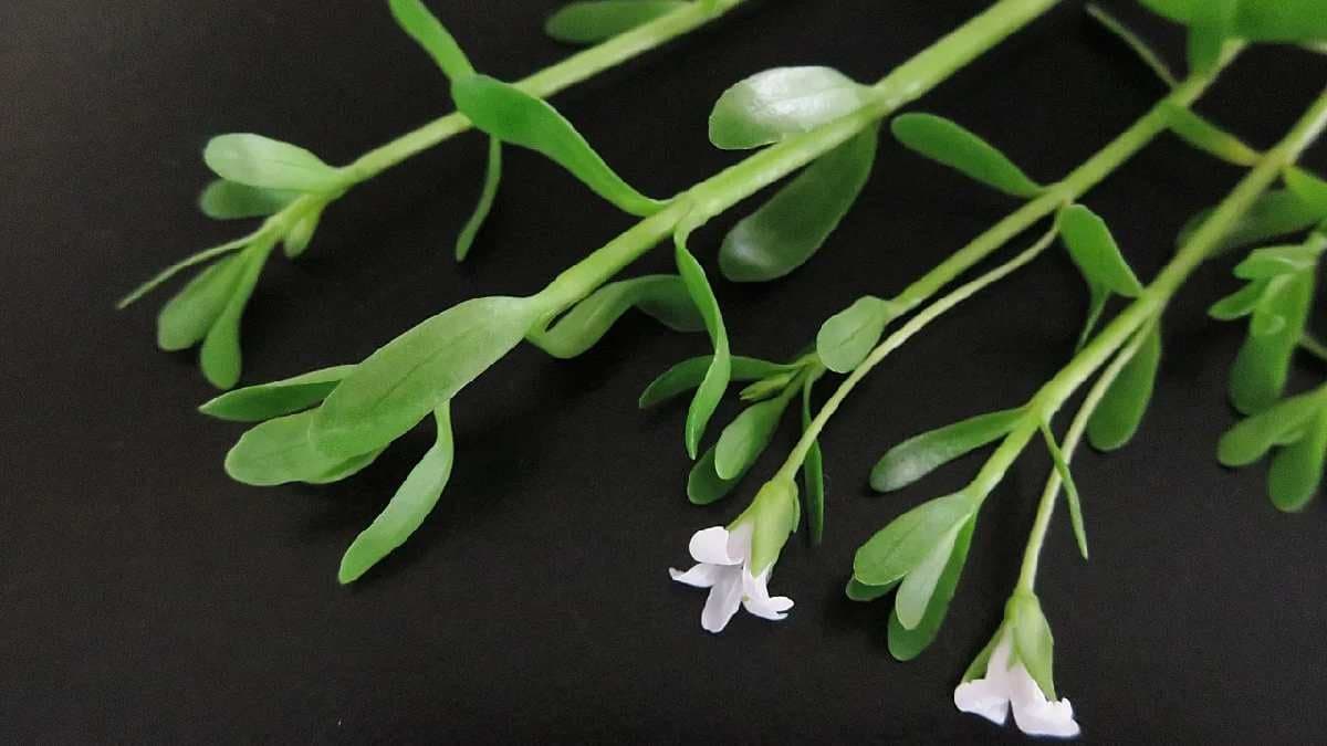 Ayurveda Tips: Health benefits of Brahmi leaf