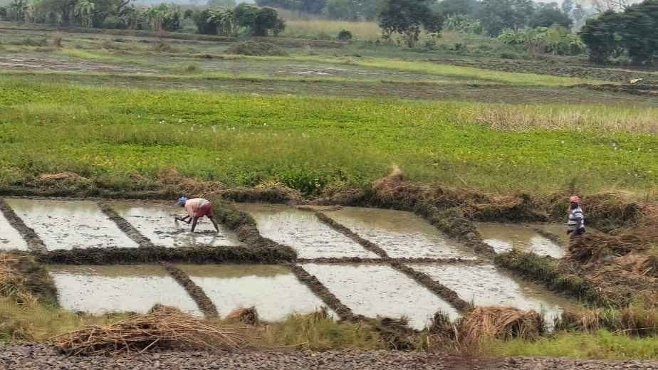 Untimely rain due to depression can cause harm on paddy cultivation gnr 