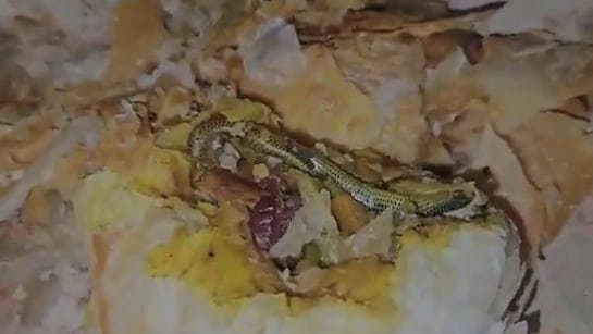 Telangana Woman Finds Snake In Snack