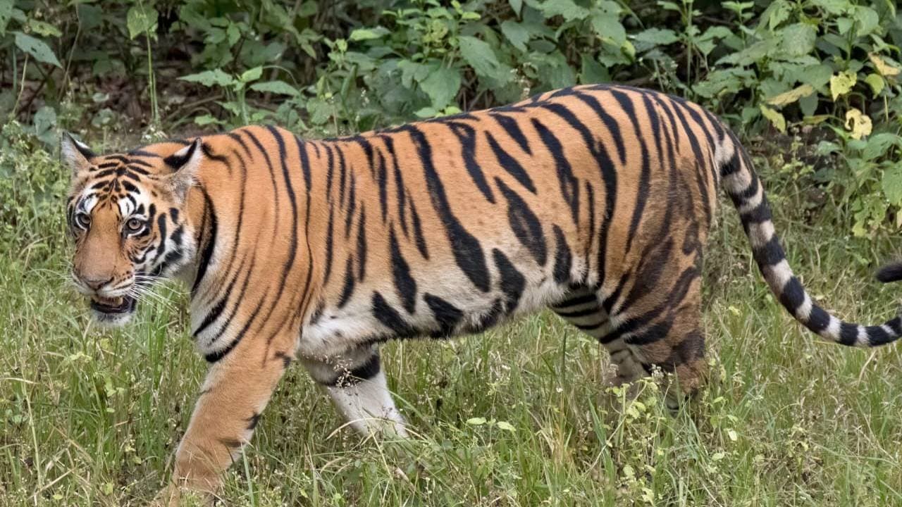 Tiger Attacks Chases Jeep Carrying Family In Pilibhit Reserve