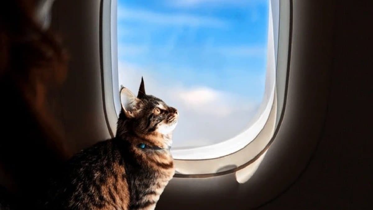 cat 'hijacks' plane to Germany, refuses to leave know what happen then gnr