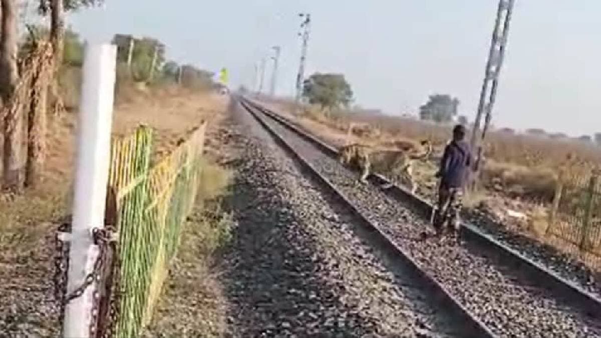 forest department guard chases lion away from rail track at gujarats bhavnagar