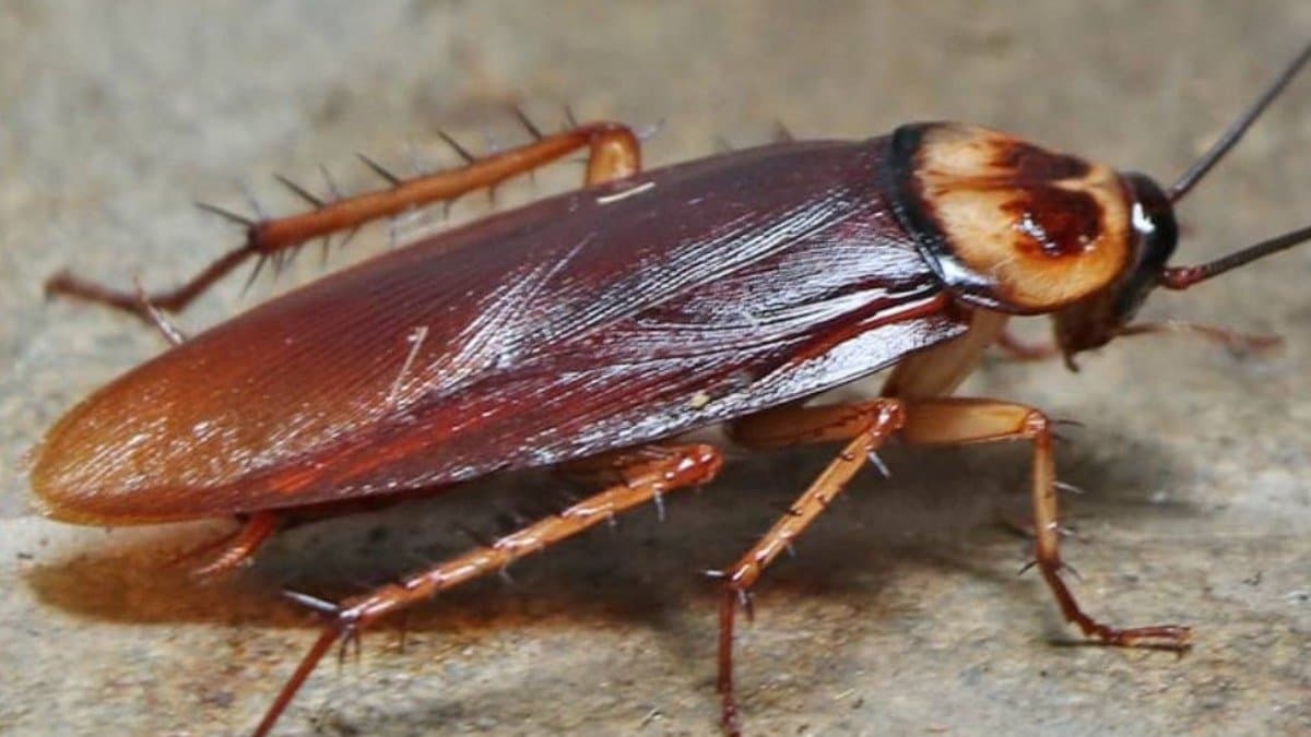 by These tips there will not be a single cockroach in the house