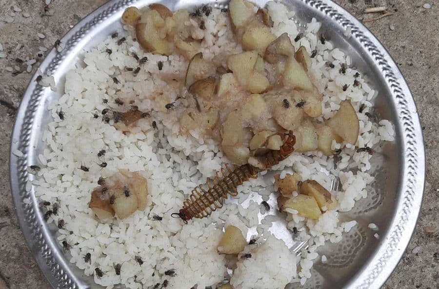 INSECT:  বাঁকুড়ায় মিড ডে মিলের খাবারে বিছে !