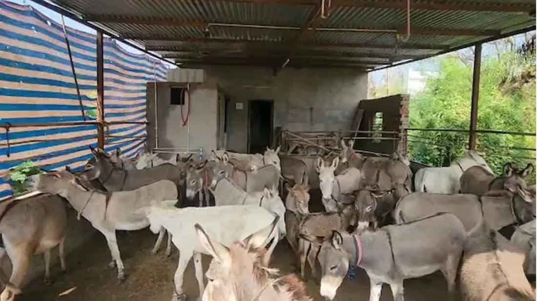লিটার প্রতি ৬৫০০ টাকায় গাধার দুধ বিক্রি করে ভাগ্য ফেরালেন গুজরাটের যুবক