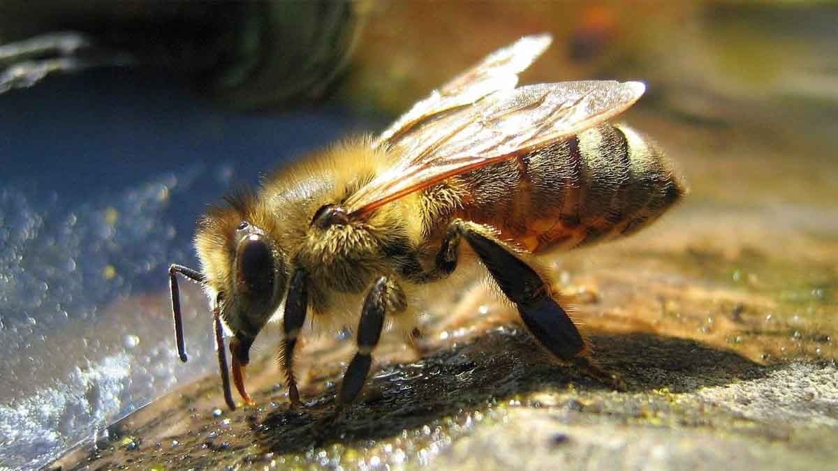 Ex-husband of Karisma Kapoor Sunjay Kapur dies after bee sting triggers heart attack during polo match