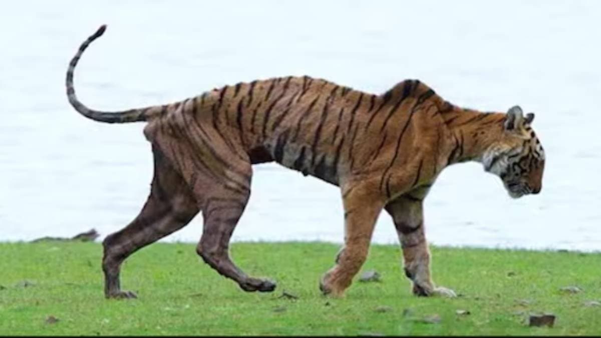 The Departure of the Queen of Ranthambor Tigress Arrowhead Has Left