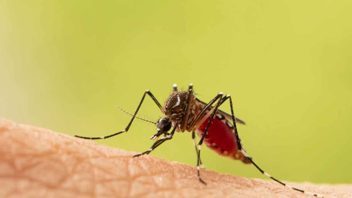 How mosquitoes outsmart and evade human defenses