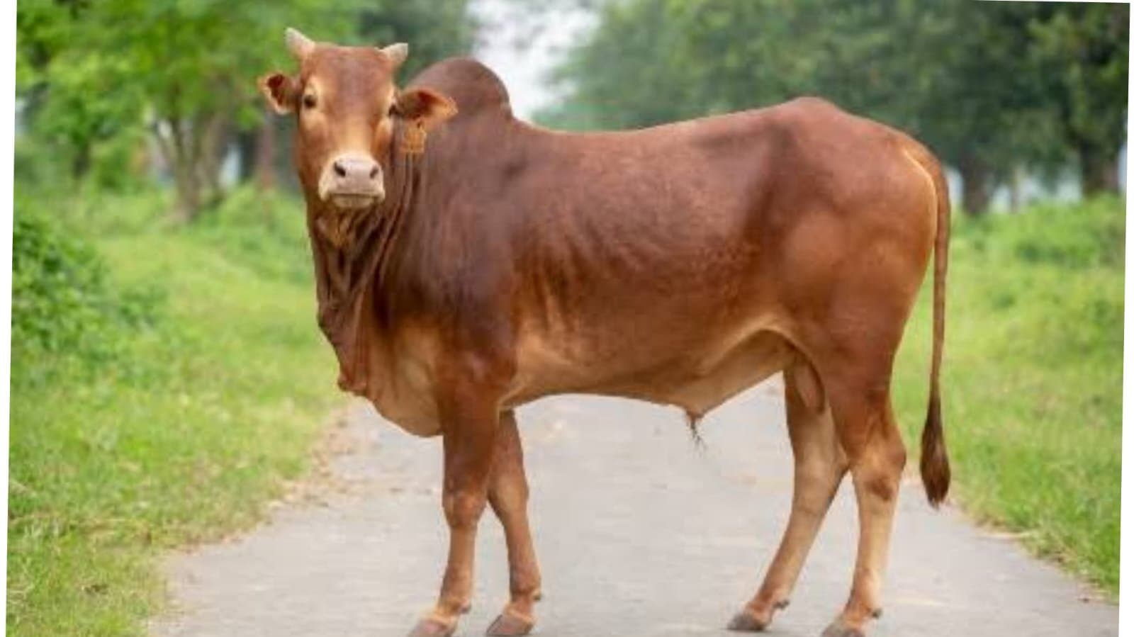 East Bardhaman police arrested eight people in connection with cattle smuggling_gnr