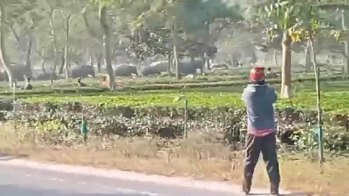 herd of elephant in falakata block gnr