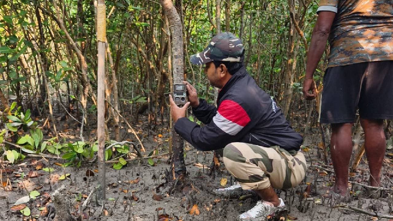 Multiple cameras are being installed in the forest.
