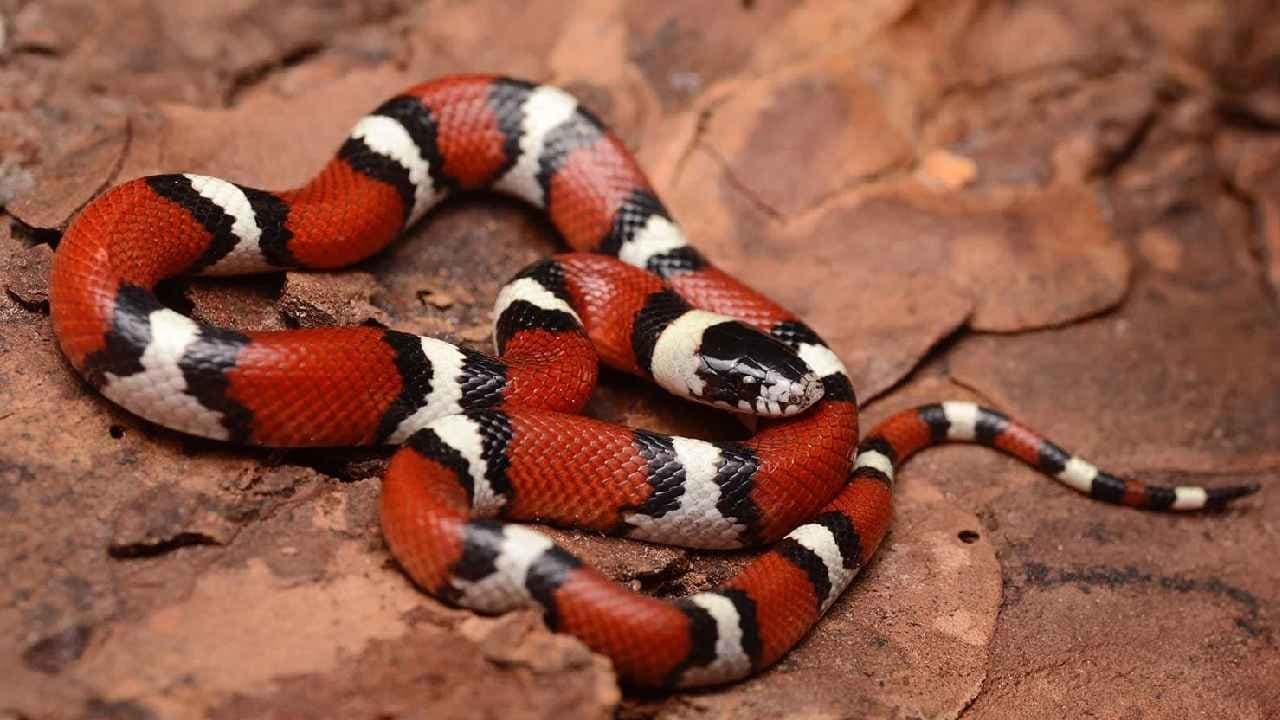 These Red snakes makes fear in Nature