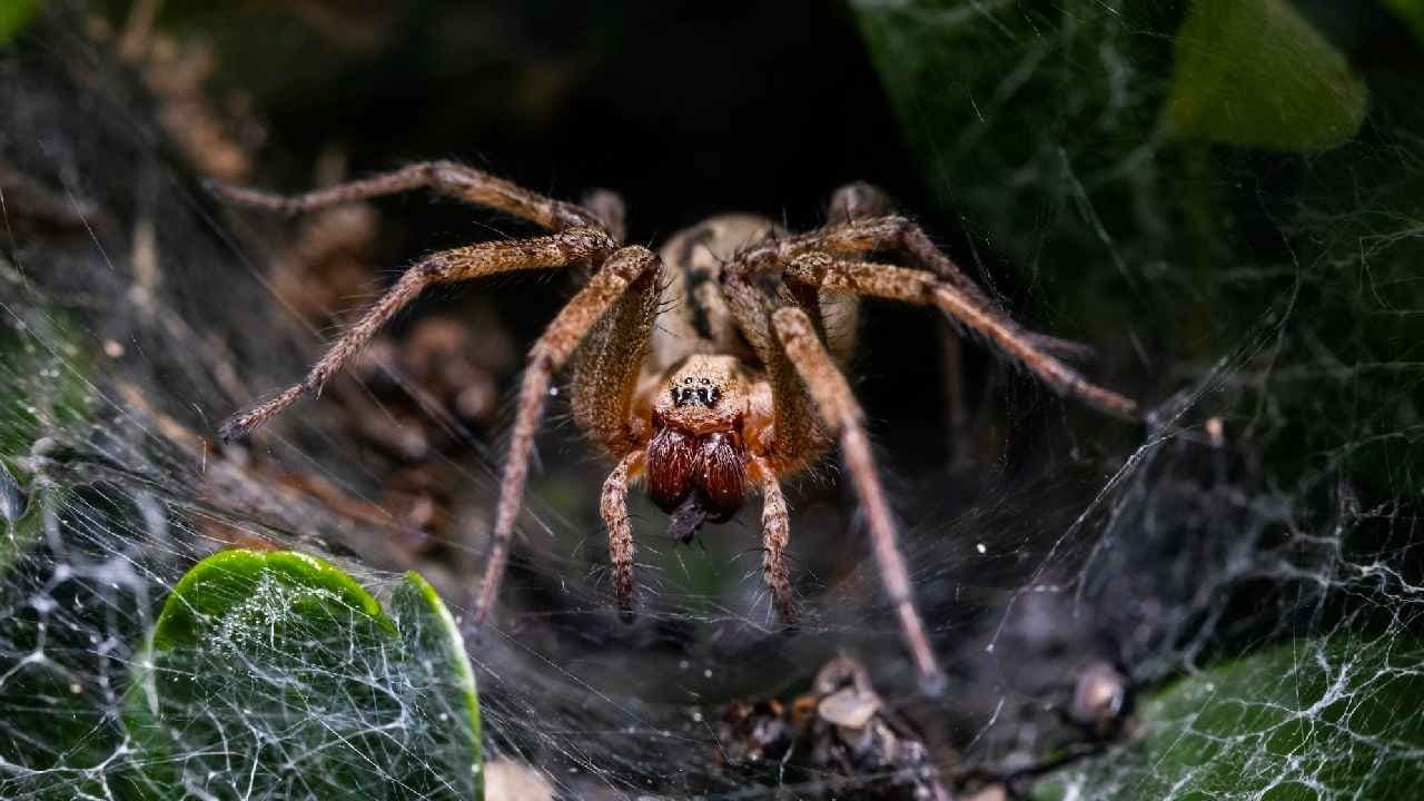 Trapdoor spiders are hidden hunters revealed by DNA