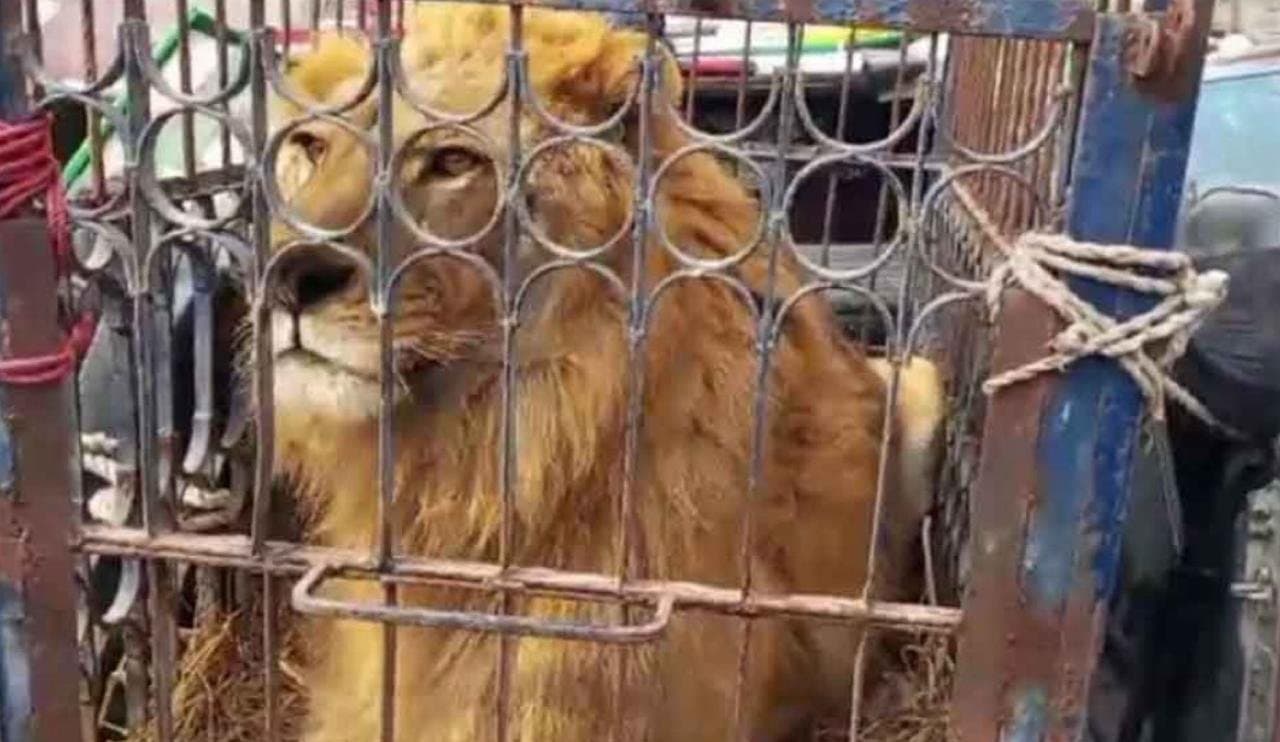 Nawaz sharif angry over bringing lion on election rally 